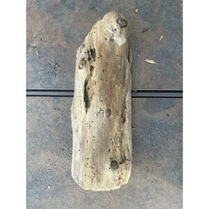 Natural Driftwood for Plants Terrarium Taxidermy Art Projects